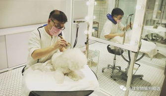 狗生璀璨,巔峰體驗(yàn),狗狗spa可不是洗個(gè)澡那么簡單